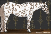 Horse Color:Chocolate Palomino Near Leopard 
