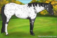 Horse Color:Blue Roan Appaloosa 