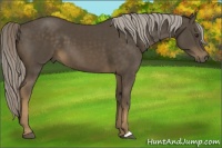 Horse Color:Chocolate Palomino 