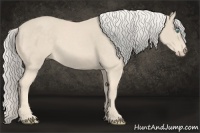 Horse Color:Cremello 