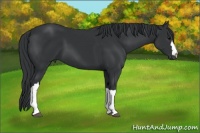 Horse Color:Black 