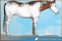 Horse Color:White Spotted Brown Splash 