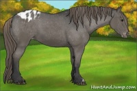 Horse Color:Smoky Black Appaloosa 