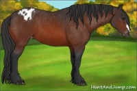 Horse Color:Bay Appaloosa