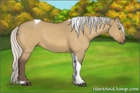 Horse Color:Silver Buckskin Dun Tobiano 
