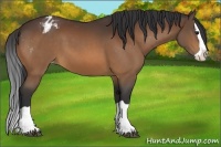 Horse Color:Bay Splash Appaloosa