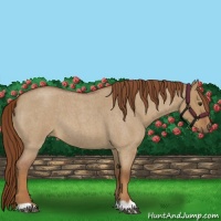 Horse Color:Red Dun Roan 