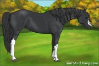 Horse Color:Black 