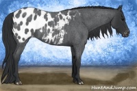 Horse Color:Blue Roan Appaloosa