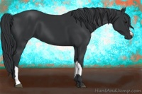 Horse Color:Black  and Black 