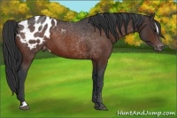 Horse Color:Brown Sabino Appaloosa 
