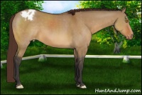 Horse Color:Bay Dun Appaloosa