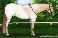 Horse Color:Red Dun Appaloosa