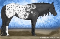 Horse Color:Blue Roan Appaloosa