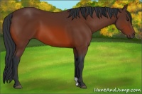 Horse Color:Bay 
