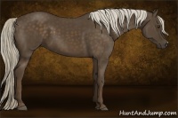 Horse Color:Chocolate Palomino 