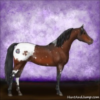 Horse Color:White Spotted Bay Appaloosa