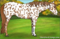 Horse Color:Chestnut Appaloosa 