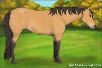 Horse Color:Buckskin Sabino