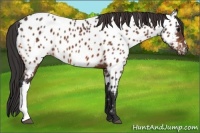 Horse Color:Brown Appaloosa