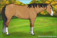 Horse Color:Bay Dun Sabino Splash