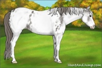 Horse Color:White Spotted Grullo Appaloosa
