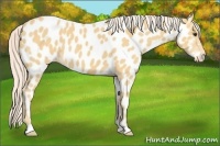 Horse Color:Palomino Near Leopard