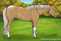 Horse Color:Silver Bay Dun Sabino Tobiano Rabicano 