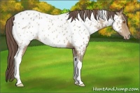 Horse Color:Sable Champagne Tobiano Near Leopard