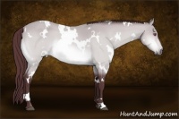 Horse Color:White Spotted Chocolate Buckskin Chinchilla Roan 