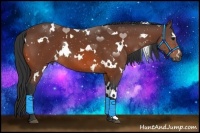 Horse Color:White Spotted Bay 