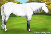 Horse Color:Silver Bay Chinchilla Dun Sabino