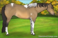 Horse Color:Buckskin Roan Tobiano 