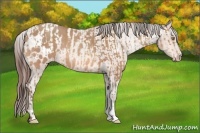 Horse Color:Sable Champagne  and Amber Champagne Appaloosa 