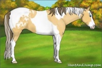 Horse Color:Buckskin Sabino Splash Tobiano Appaloosa