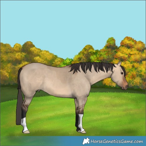 Horse Color:Bay Dun 