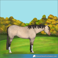 Horse Color:Bay Dun
