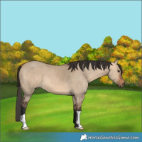 Horse Color:Bay Dun 