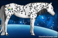 Horse Color:Black Splash Appaloosa 