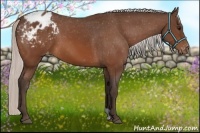 Horse Color:Silver Bay Appaloosa