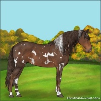 Horse Color:White Spotted Liver Chestnut