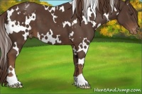 Horse Color:White Spotted Liver Chestnut Appaloosa