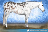 Horse Color:Brown Appaloosa  and Brown Frame Appaloosa 