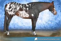 Horse Color:Brown Appaloosa  and Brown Frame Appaloosa 