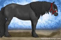 Horse Color:Smoky Black