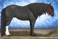 Horse Color:Smoky Black 