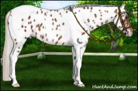 Horse Color:Silver Bay Tobiano Near Leopard 