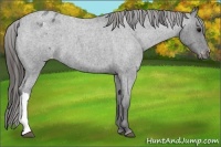 Horse Color:Blue Roan Varnish 