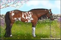 Horse Color:Brown Tobiano Appaloosa  and Buckskin Tobiano Frame 