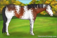 Horse Color:White Spotted Brown Sabino
